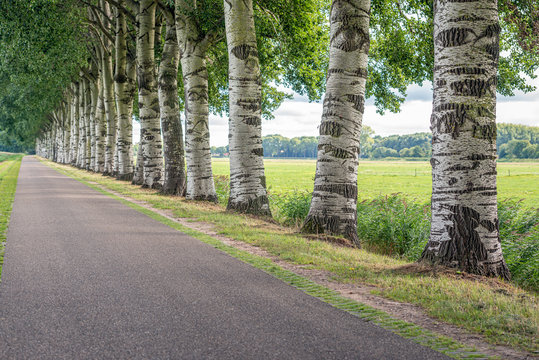 Long row of tall grey poplar trees