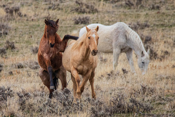 Obraz na płótnie Canvas three horse in a field