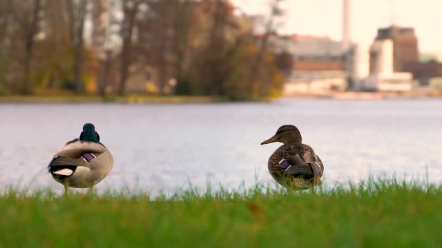 Slow-motion image of ducks near the water during a windy day, Berlin, Germany.