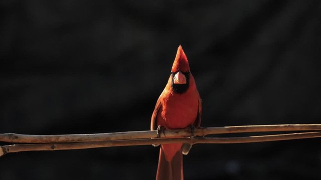Northern Cardinal Lands on a Branch in Slow Motion