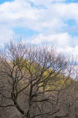 Fototapeta premium 雲が晴れつつある森の空