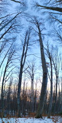Panorama of trees in the forest in winter when the trees are free of leaves.