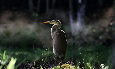 heron in nature during fall