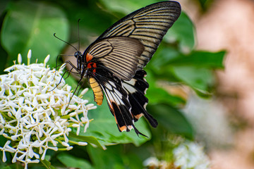 Fototapeta na wymiar butterfly on wild flower