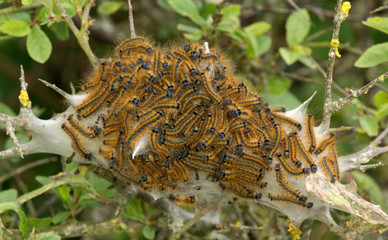 Lackey Caterpillars emerging