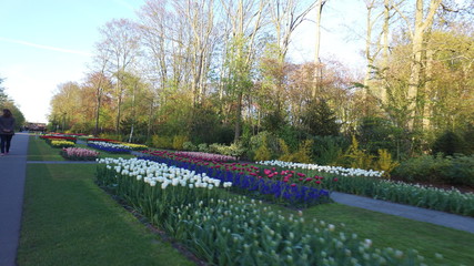 Keukenhof in holland with al lot of tulps