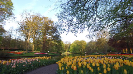 Keukenhof in holland with al lot of tulps