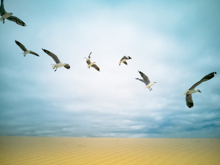 Seagulls flying over beach Africa Cape Town Table Mountain in background