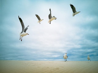 Seagulls flying over beach Africa Cape Town Table Mountain in background