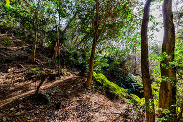 春の日差しと山道、宝塚中山の渓谷から
