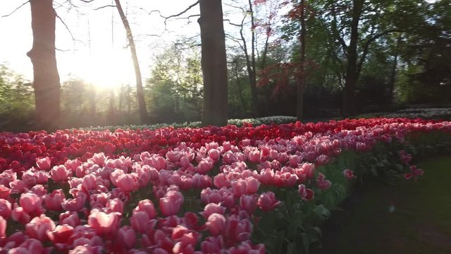 Keukenhof in holland with al lot of tulps