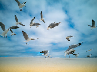 Seagulls flying over beach Africa Cape Town Table Mountain in background