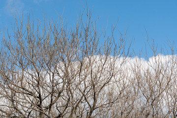 裸の樹と白い雲と青空
