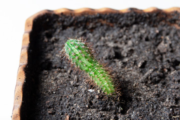 green cactus  in a flower pot