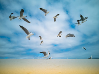 Seagulls flying over beach Africa Cape Town Table Mountain in background