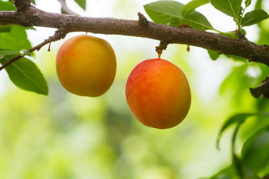 Cherry plum or Myrobalan Prunus cerasifera Yellow ripe drupe, stone-fruit of on branches of tree in summer. Orchards during harvest of fruits.