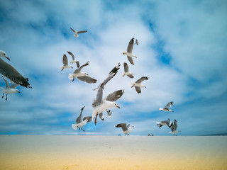 Fototapeta premium Seagulls flying over beach Africa Cape Town Table Mountain in background