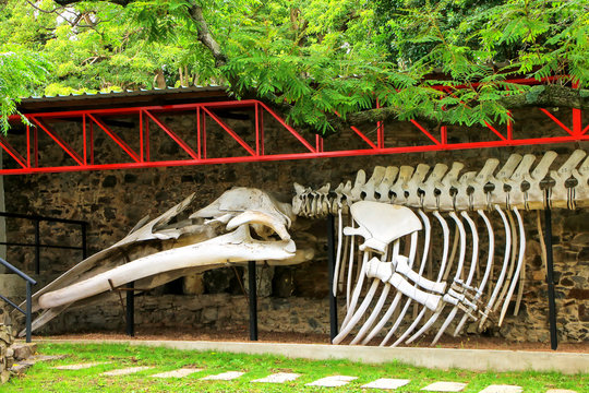 COLONIA, URUGUAY - DECEMBER 7: Whale skeleton on display at Paleontology museum on December 7, 2014 in Colonia del Sacramento, Uruguay. Colonia del Sacramento is one of the oldest towns in Uruguay.