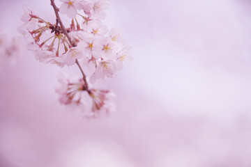 Obraz premium 背景をぼかしたソメイヨシノの花