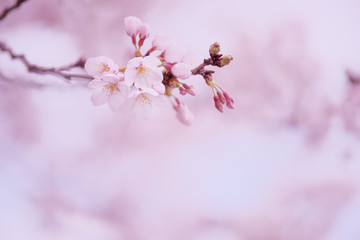 背景をぼかしたソメイヨシノの花