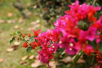 Bougainvillea flower in the garden makes beautiful scenery