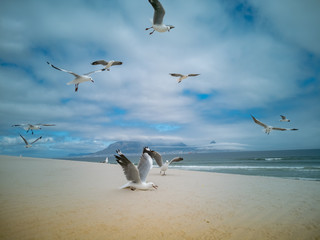 Seagulls flying over beach Africa Cape Town Table Mountain in background