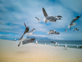 Seagulls flying over beach Africa Cape Town Table Mountain in background