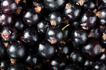 Black currant top view.