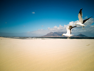 Seagulls flying over beach Africa Cape Town Table Mountain in background