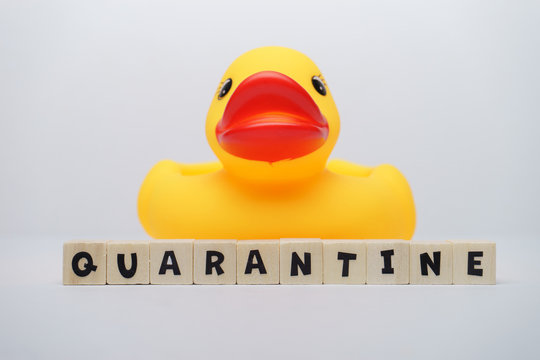 Yellow rubber ducks with quarantine word written on wood block isolated over white background. Virus outbreak prevention using unique rubber duck concept. 