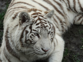 tigre blanc vue de face