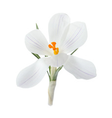 Beautiful crocus isolated on white. Spring flower