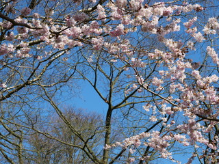 Kirschbaum mit Blüte