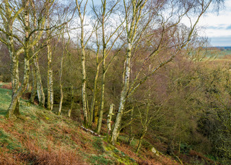 Fototapeta na wymiar Woodland Landscape in North East England, UK.