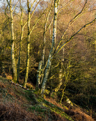 Woodland Landscape in North East England, UK.