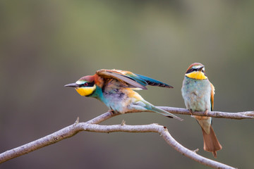 Pair of bee-eaters perched on a branch.