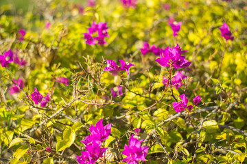 Obraz premium Purple flowers and green leaves background, nature background.