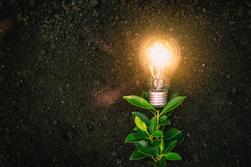 Plants that have bulbs are energy saving concepts.