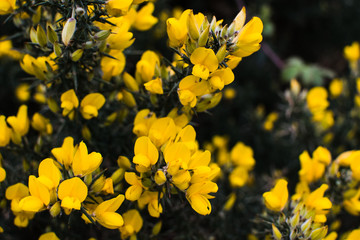 Detalle de flores amarillas en Irlanda
