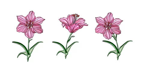 Foto auf Acrylglas Vektorblumenarrangements mit Lilienblumen. © krecunat