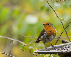 Raggy and tattered looking Robin.