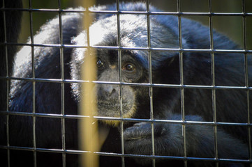 Monkey