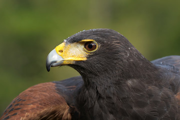 Portrait of a Harris Hawk in Profile
