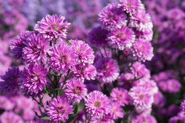 Fresh violet Margaret flowers in the garden