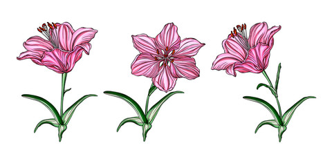 Vector flower arrangements with Lily flowers.