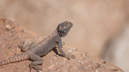 Naklejka na ściany i meble Yellow-spotted Agama, Trapelus flavimaculatus in desert in Jordan. Specie of agamid lizard of Middle East. Wild animals life