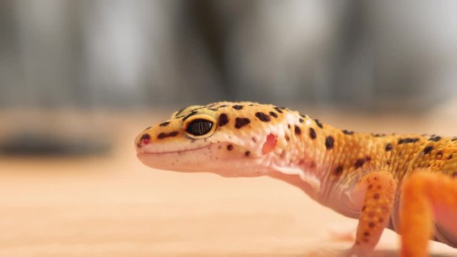 Leopard gecko breathing close up. Profile view of yellow and brown spotted leopard gecko. Copy space