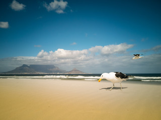 Seagulls flying over beach Africa Cape Town Table Mountain in background