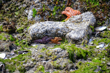 Live colorful Starfish on the beach stones at low tide. Pacific coast. Natural sea background