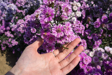 Fototapeta na wymiar Woman hand touching fresh violet Margaret flowers